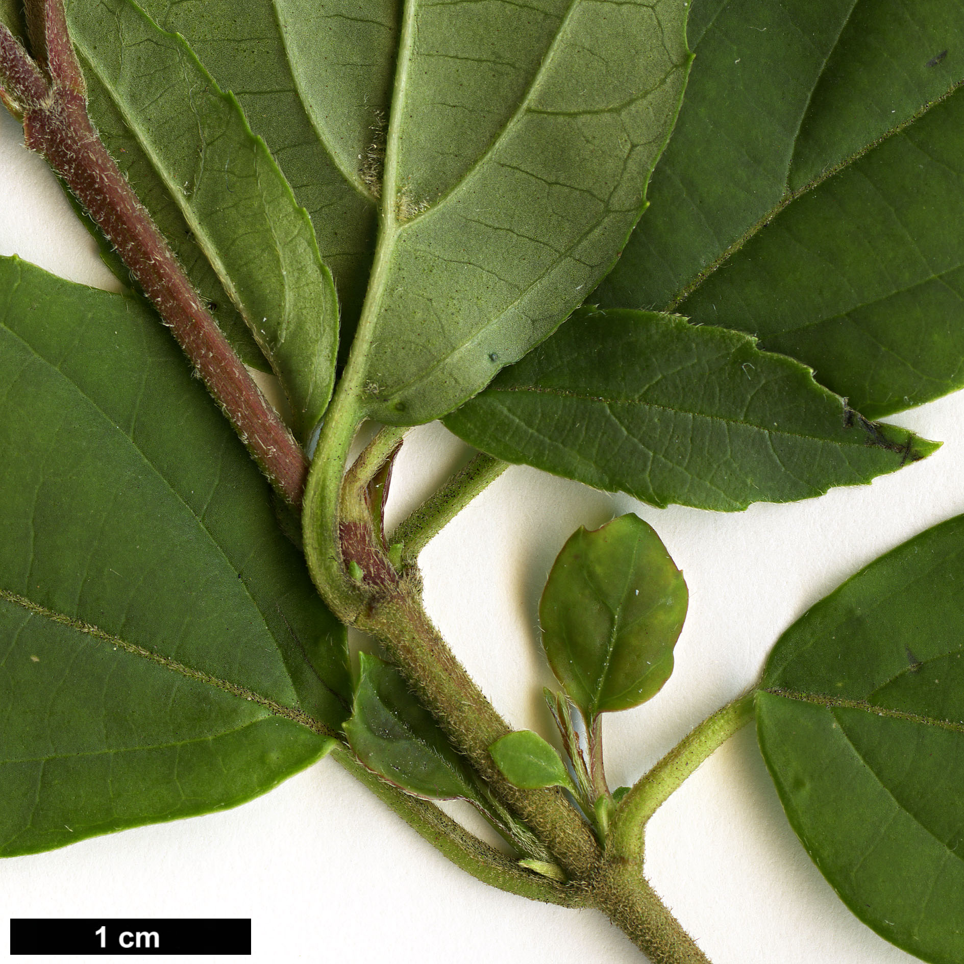 High resolution image: Family: Adoxaceae - Genus: Viburnum - Taxon: fansipanense